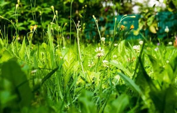 Зелень трава