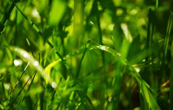 Природа зелень трава