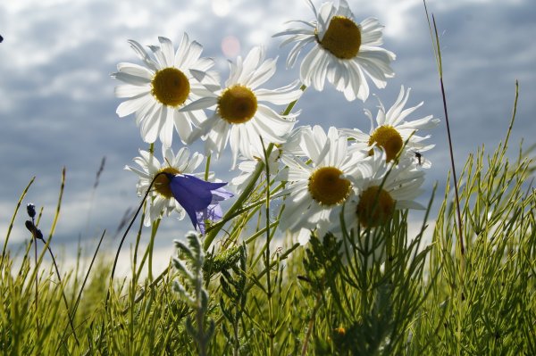 Полевые ромашки