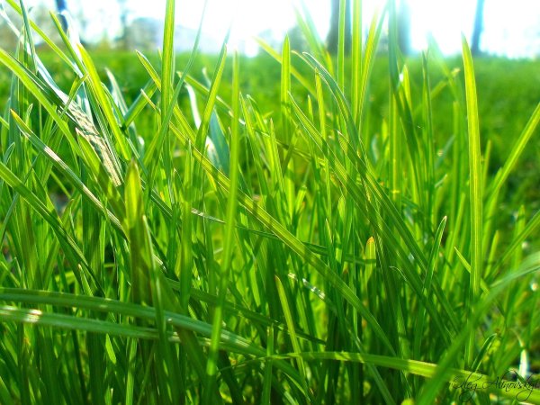 Молодая трава