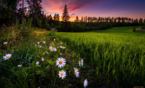 Пейзаж с ромашками
