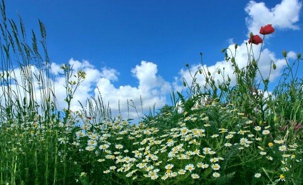Ромашковое поле с небом