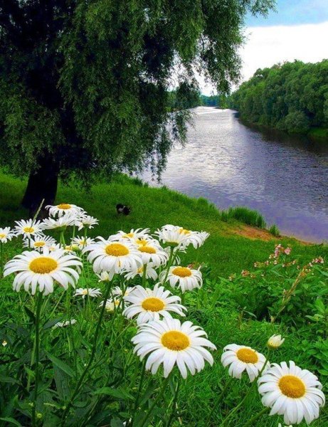 Июль природа