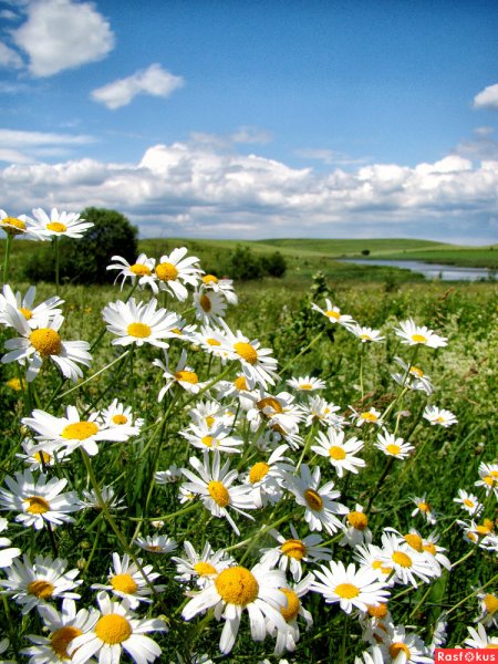 Поле ромашек