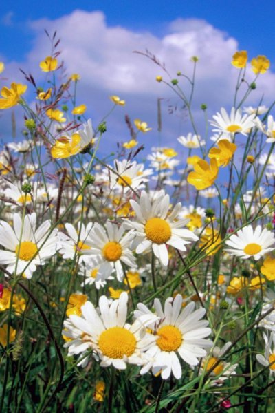 Полевые цветы