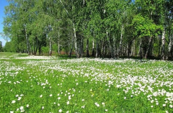 Поляна с цветами и березами