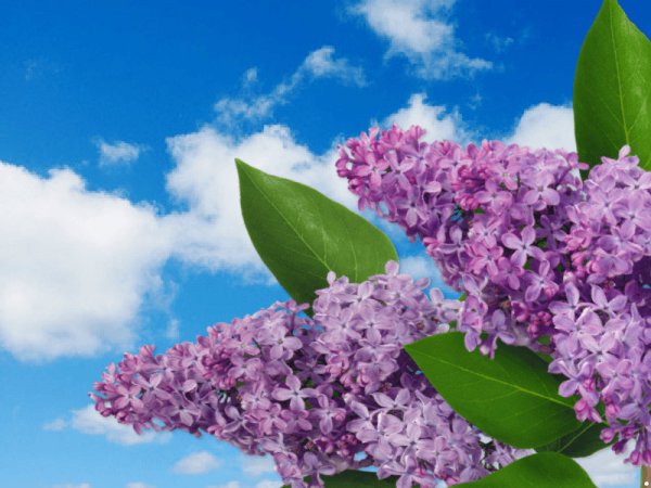 Сирень Даурская