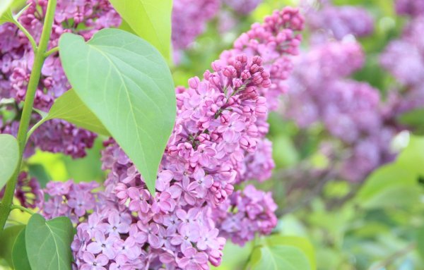 Сирень красавица Москвы