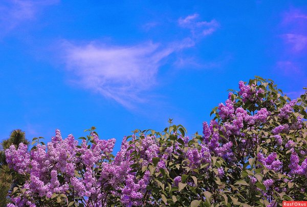 Сирень Леся Украинка