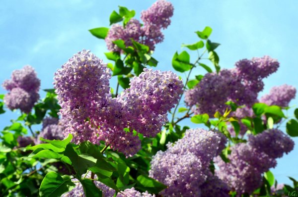 Сирень Alba-grandiflora