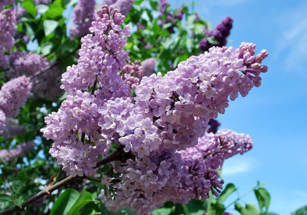 Сирень Емельян Ярославский