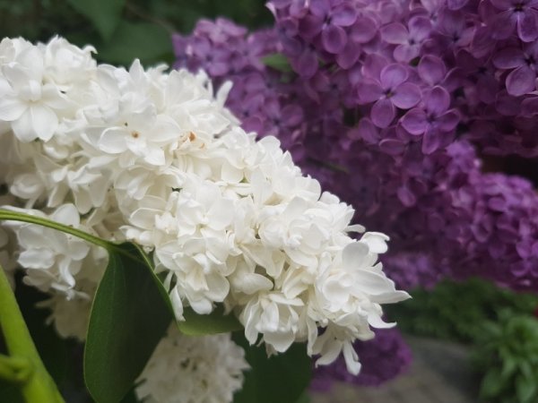 Дикая сирень