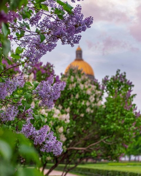 Сирень принцесса Стурдза