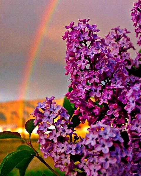 Сирень Челюскинская