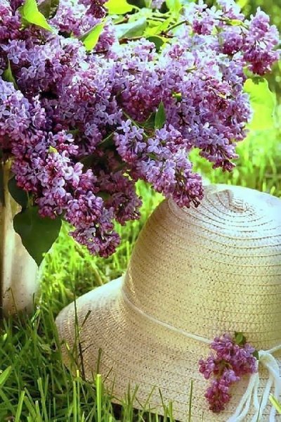 Сирень летний сад