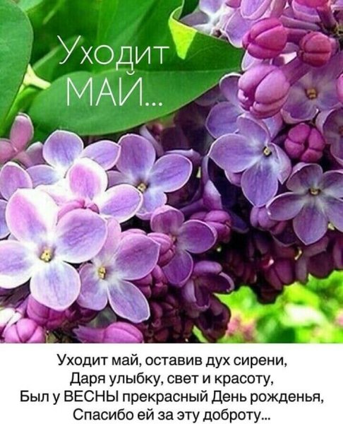 Сирень обыкновенная Весна