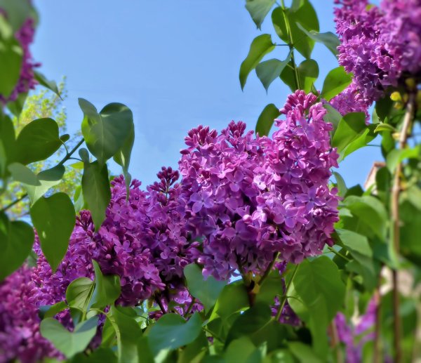 Сирень Professor Hoser