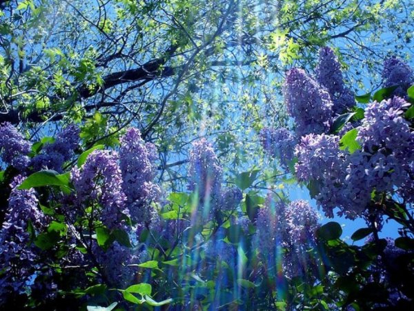 Майский сад сирень черёмуха