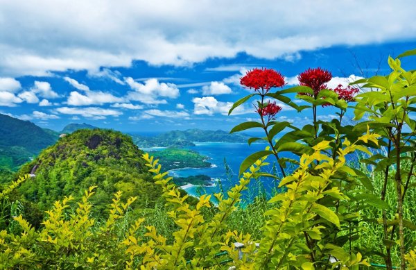 Космея Луговая