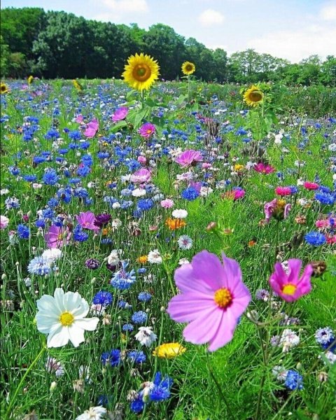 Пейзаж на берегу