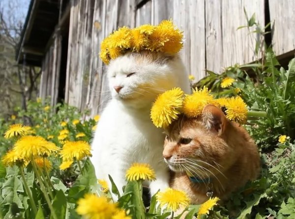 Гамак на Пальме