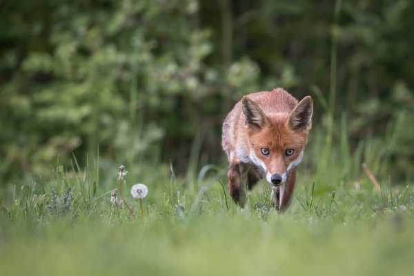 Лисица в Калужской области