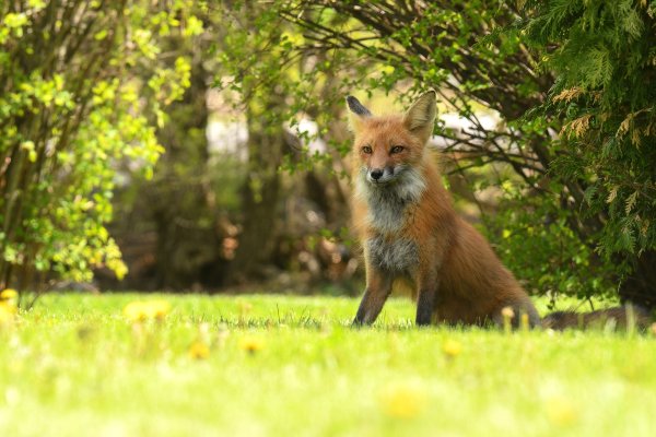 Лиса на полянке