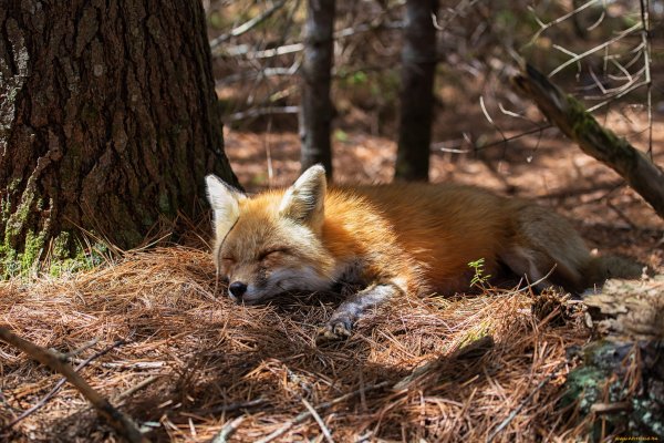 Лиса спит