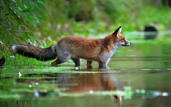 Лиса весной