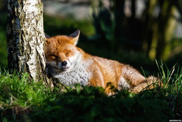 Лиса летом в лесу
