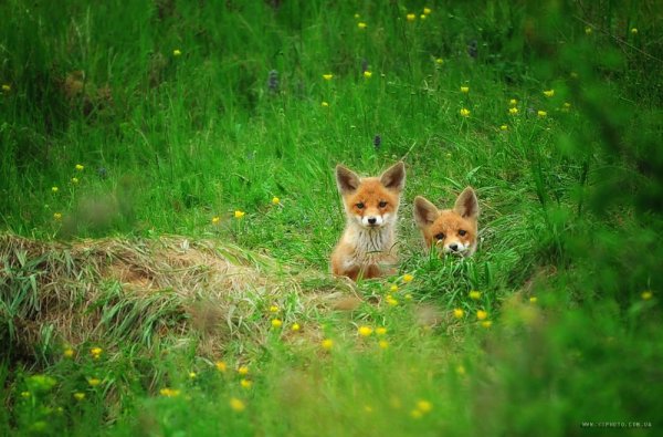Лиса Кольский полуостров