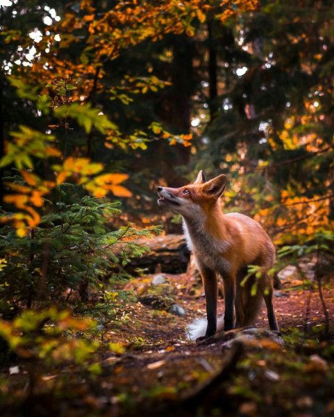 Лисица в траве