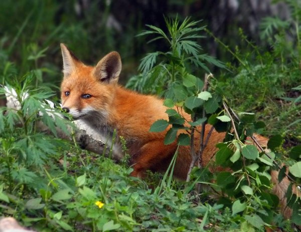 Лисы в природе