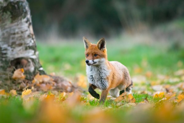 Картинки на рабочий стол лиса