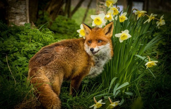 Звери в лесу