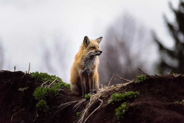 Лисята в лесу