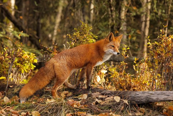 Лисы Эстетика