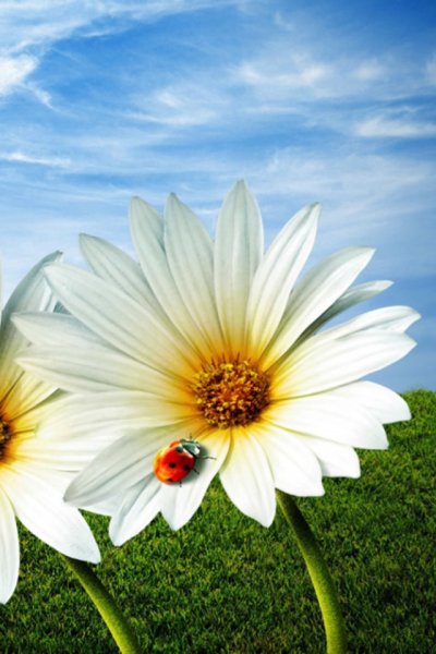 Картинки на аву природа лето