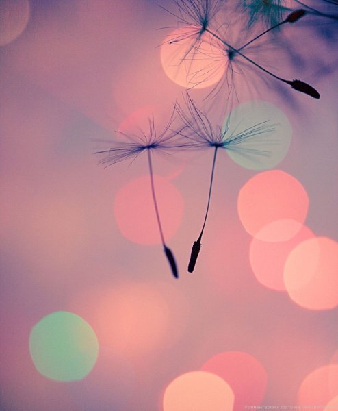 Горы лес озеро