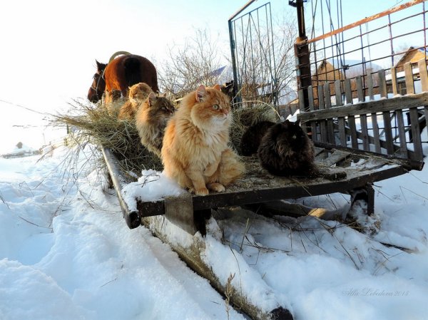 Веселый пляж