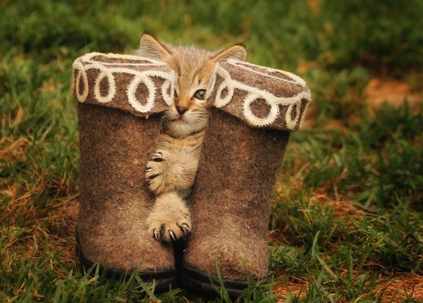 Котейки в валенках