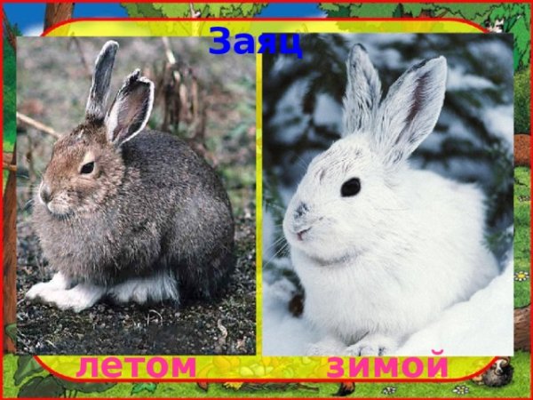 Зимняя и летняя окраска зайца
