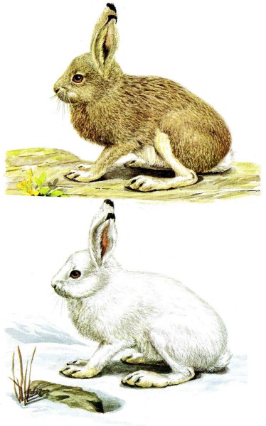 Скребицкий белая шубка