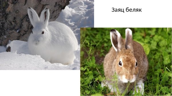 Заяц Беляк летом и зимой