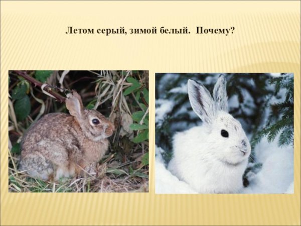 Заяц летом серый а зимой белый