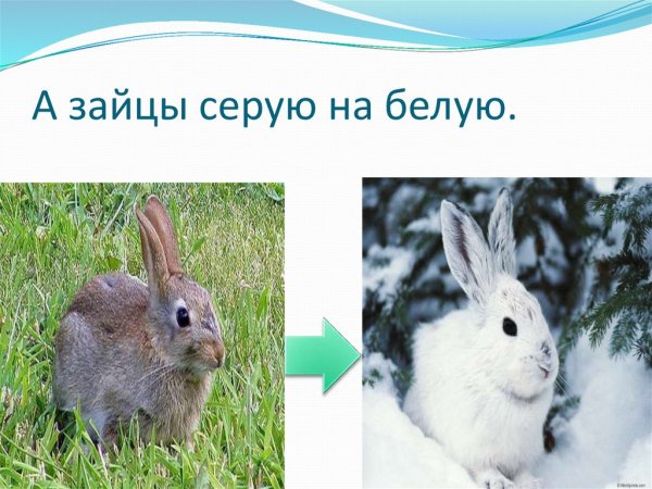 Заяц-Беляк – Lepus timidus Linnaeus, 1758