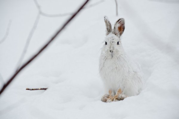Заяц меняет окраску