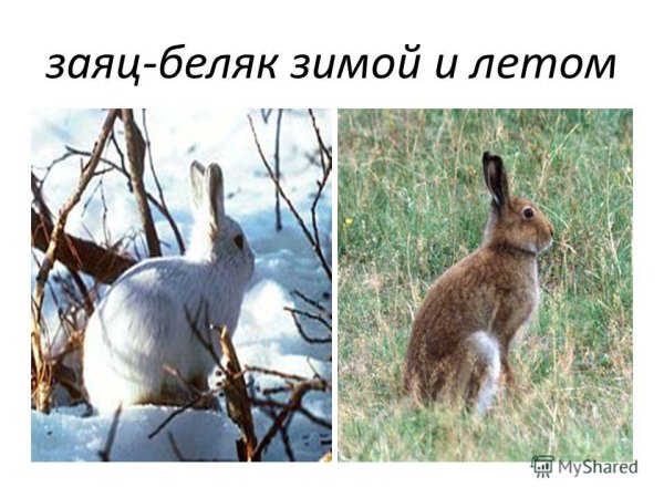 Георгий Скребицкий — белая шубка: рассказ