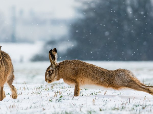 Заяц меняет шубку
