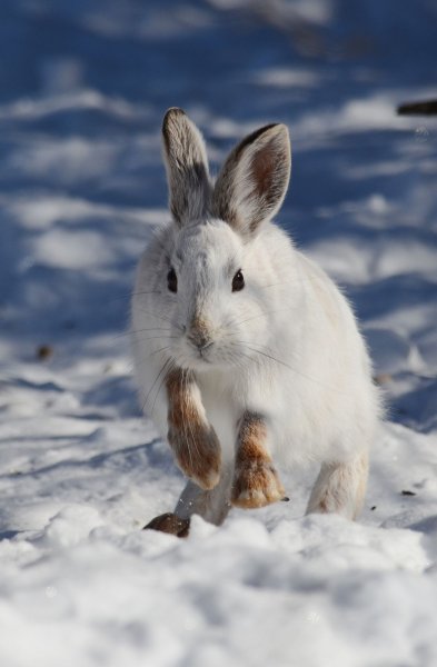 Баргузинский заповедник заяц Беляк